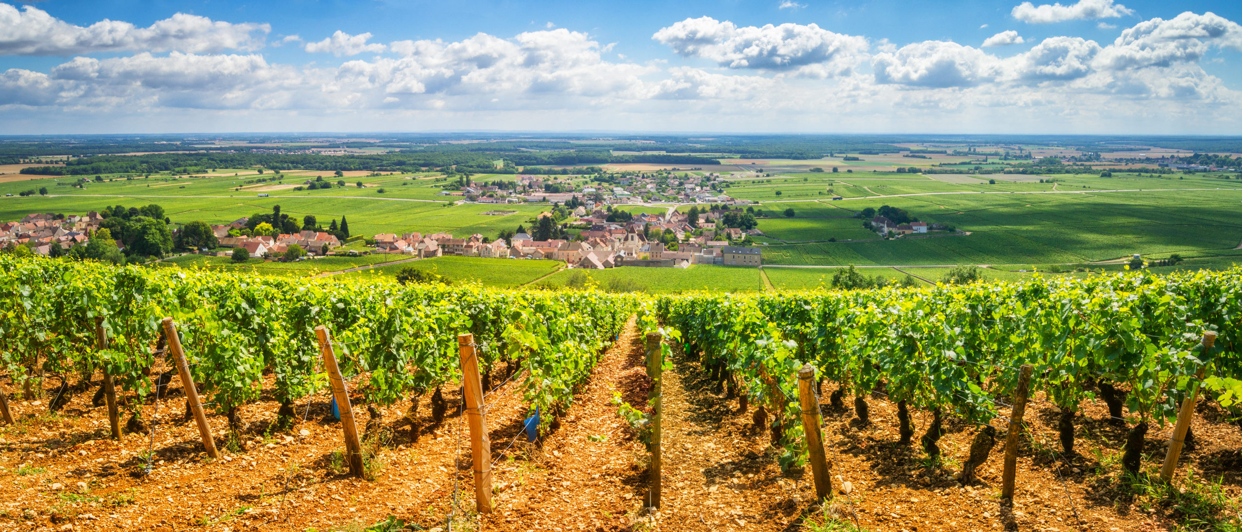 Vineyards of Burgundy, France
